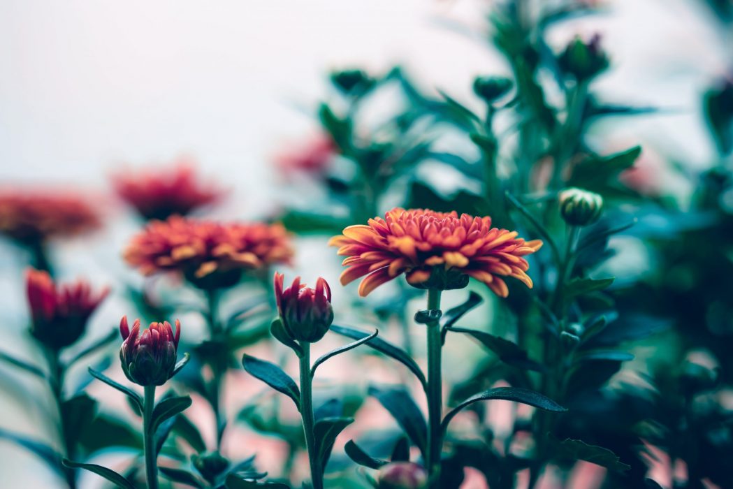 Chrysantheme Luftqualität Büro Büropflanze