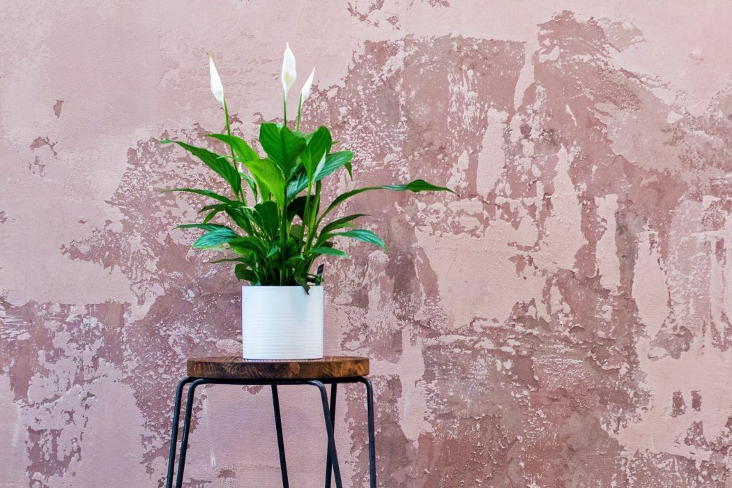 Einblatt Friedenslilie Blattfahne Spathiphyllum