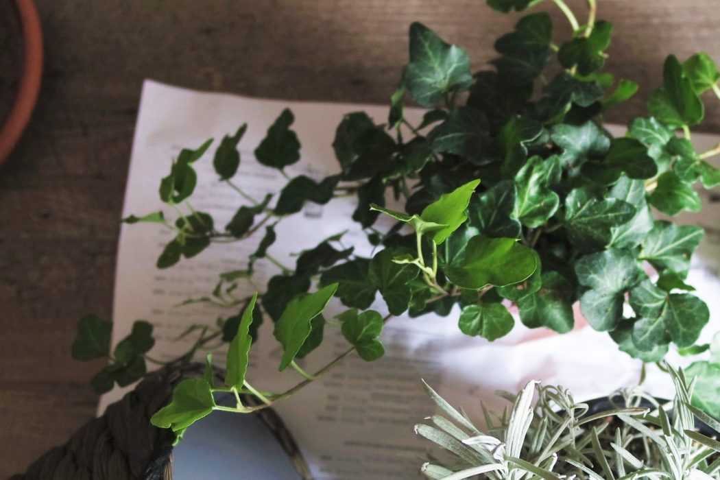 Bessere Luftqualitt im Bro: 4 Pflanzen fr ein besseres Raumklima   FEMPRENEUR
